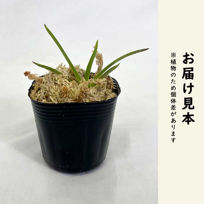風蘭 苗 7.5cmポット フウラン 香りの風蘭 山野草 ラン 常緑 多年草
