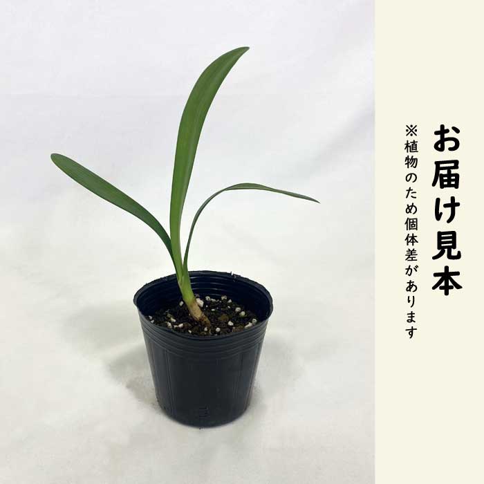 黄花 君子蘭 苗 9cmポット キバナクンシラン 多年草 葉も楽しめる 常緑