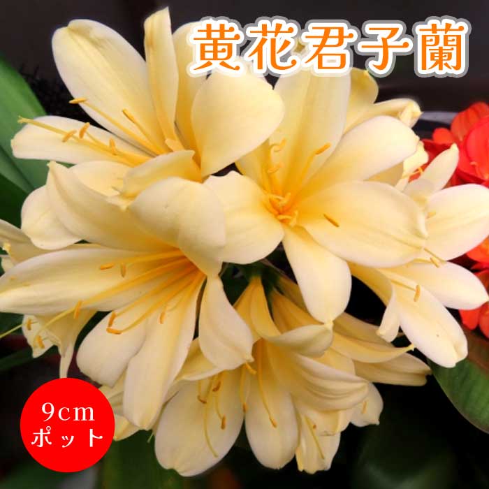 黄花 君子蘭 苗 9cmポット キバナクンシラン 多年草 葉も楽しめる 常緑