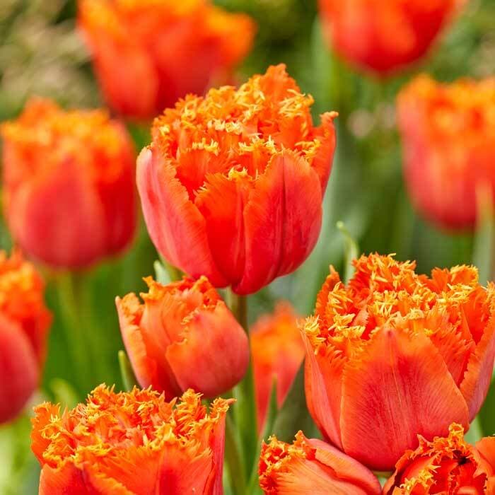 富山県産チューリップ特大球 100球入 オレンジ 予約・早割】 チューリップ 球根 オレンジパッション 3球