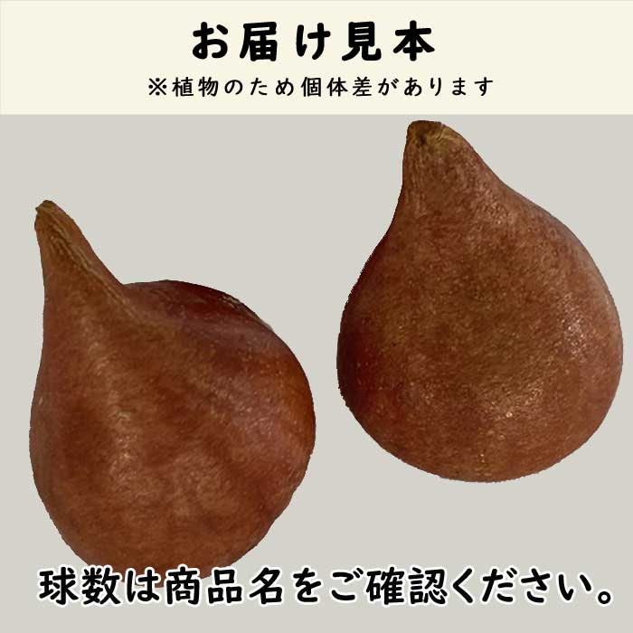 チューリップ 球根 オレンジパッション 3球 フリンジ咲き プレミアム