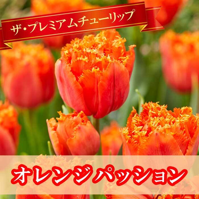 10月上中旬より発送・早割】 チューリップ 球根 オレンジパッション 3