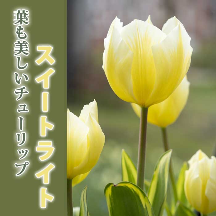 斑入り チューリップ 球根 スイートライト 4球 葉も美しい 秋植え