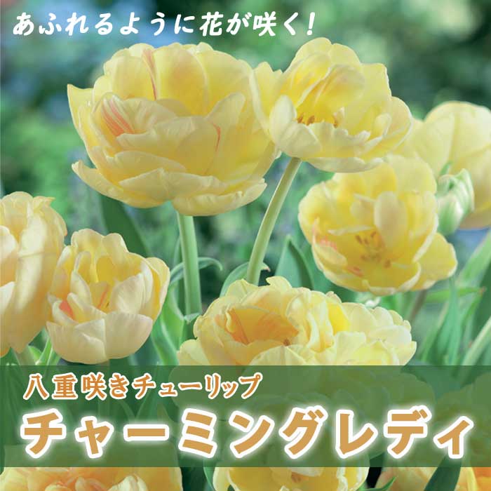 枝咲き チューリップ 球根 チャーミングレディ 3球 八重咲き あふれる