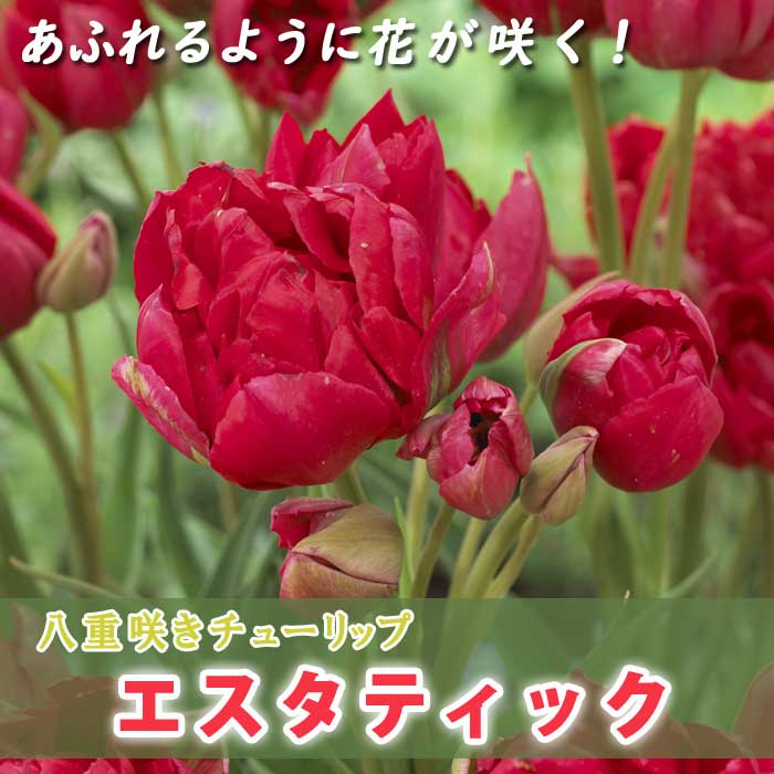 冷蔵 アイスチューリップ 八重咲き『テータテートタテタ』３球 早く長く咲く♪ 冷蔵 原種 アイスチューリップ『テータテートタテタ』3球