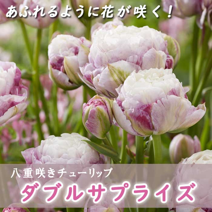 10月上中旬より発送・早割】 枝咲き チューリップ 球根 ダブル