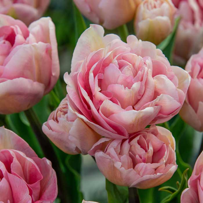 枝咲き チューリップ 球根 マリアージュ 3球 八重咲き あふれるように