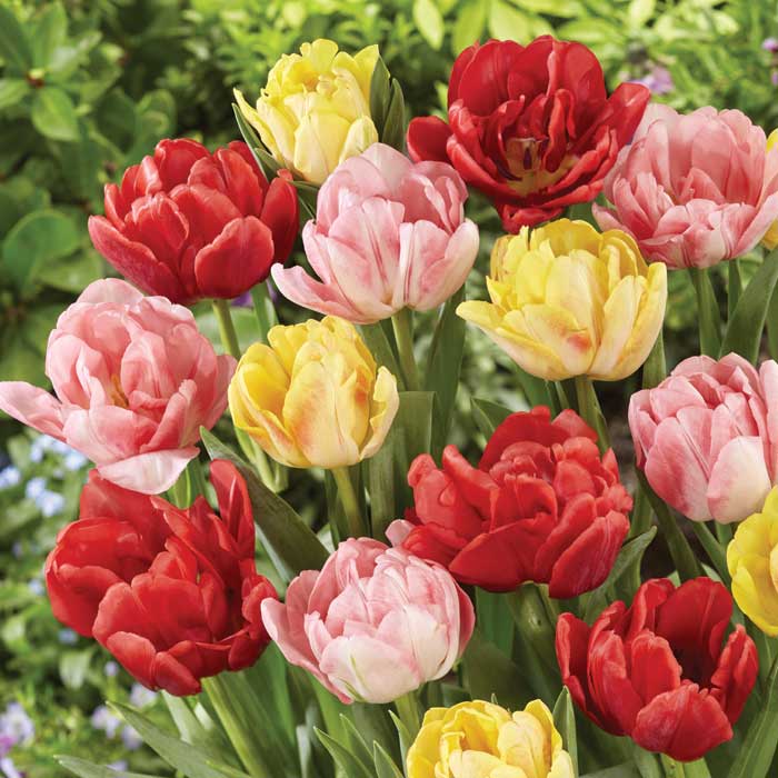 チューリップ 球根 いっせい開花 【 フォックストロット シリーズ 混合