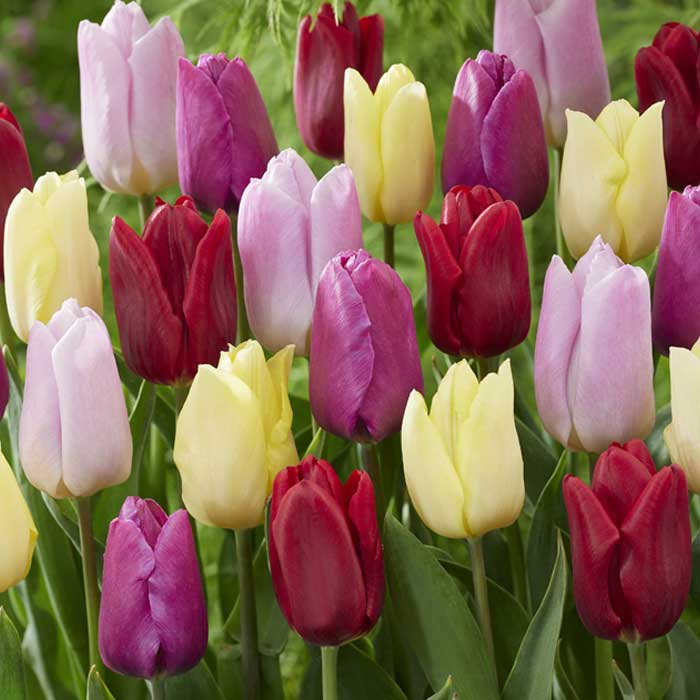 週末 30日間連続開花チューリップ20球 チューリップ 球根 つぎつぎ咲く