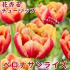 ��10�����ܤ��ȯ�������� ���塼��å� �庬 �٥��ʥ���饤�� 3�� �ֹ����塼��å� ˧���� ������ �֤�����