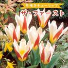 塼å 庬 ե 4 餭塼å  ץ󥿡  󤻿 ֤