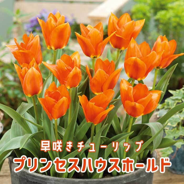 チューリップ 球根 プリンセスハウスホールド 4球 早咲きチューリップ