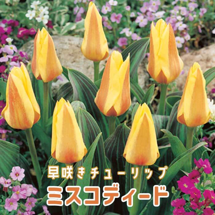 チューリップ 球根 ミスコディード 4球 早咲きチューリップ 秋植え