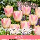 塼å 庬 륷 3 ƥ顼  󤻿 ץ󥿡  󤻿 ֤