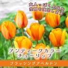 塼å 庬 ֥å󥰥ڥɥ 3 ƥ顼  󤻿 ץ󥿡 ֤