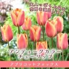 塼å 庬 ץꥳåȥեå 3 ƥ顼  󤻿 ץ󥿡 ֤