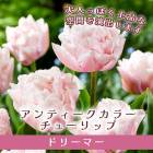 塼å 庬 ɥ꡼ޡ 3 ƥ顼 ԥ  󤻿 ץ󥿡  ֤