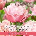��10�����ܤ��ȯ�������� ���塼��å� �庬 �ԥ󥯥ޥ��å� 3�� ����ƥ��������顼 �ԥ� ������ �󤻿��� �ץ�󥿡����� ���� �֤�����