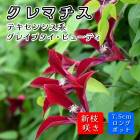 ޥ 쥤֥ ӥ塼ƥ 7.5cm󥰥ݥå  å ڥƥ󥷥ϡ޺餭ۻ͵餭