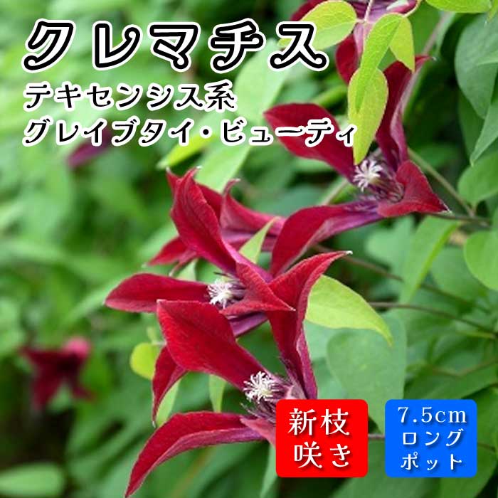 クレマチス グレイブタイ ビューティ 7.5cmロングポット 苗