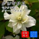 ޥ ꡼  7.5cm󥰥ݥå  ꡼ ڥ󥿥ʷϡ޺餭۰쵨餭 Ȭź餭