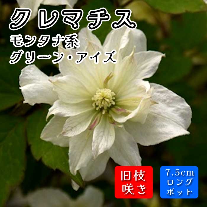 クレマチス グリーン アイズ 7.5cmロングポット 苗 グリーン