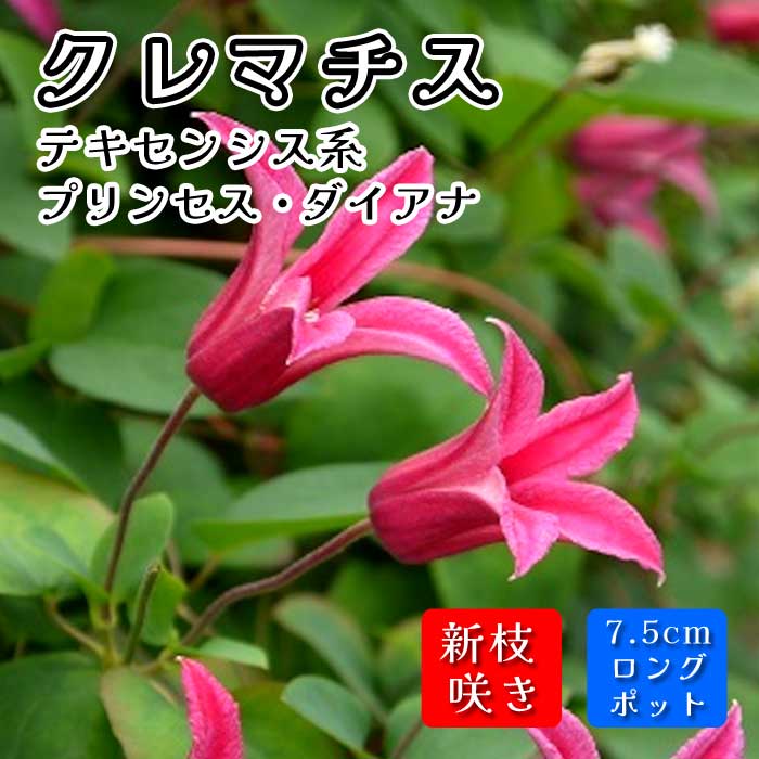 ＊北田様確認用＊クレマチス　プリンセスダイアナ　挿し木苗　ポットのまま発送 北田様確認用＊クレマチス プリンセスダイアナ 挿し木苗 ポット