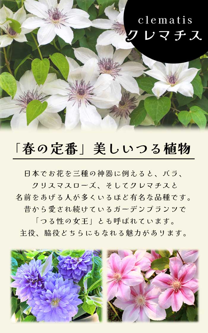 クレマチス ドクター ルッペル 7.5cmロングポット 苗 ピンク