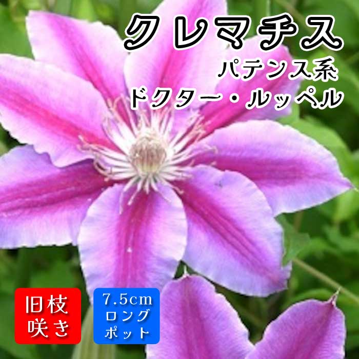 クレマチス ドクター ルッペル 7.5cmロングポット 苗 ピンク