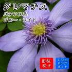 ޥ ֥롼 饤 7.5cm󥰥ݥå   ڥѥƥ󥹷ϡ޺餭ۻ͵餭  clematis