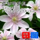 ޥ ץ󥻥 쥯ɥ 7.5cm󥰥ݥå  ԥ ڥѥƥ󥹷ϡ޺餭ۻ͵餭 clematis