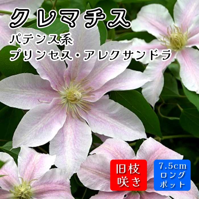 クレマチス プリンセス アレクサンドラ 7.5cmロングポット 苗 ピンク