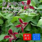 ޥ ǥ С 󥽥 7.5cm󥰥ݥå  ǻȿ ڥƥ󥷥ϡ޺餭ۻ͵餭