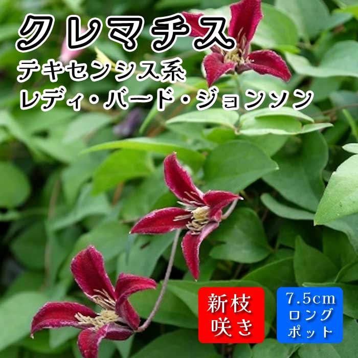 限定１鉢　テキセンシス・スカーレット　実生四年生苗　５号ロング鉢　開花株 限定1鉢 テキセンシス・スカーレット 実生四年生苗 5号ロング