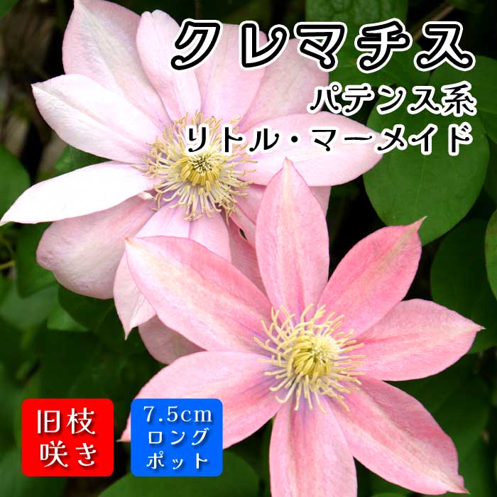 pigeonさま専用　クレマチス　リトルマーメイド♥️可愛いピンク Amazon.co.jp: クレマチス リトルマーメイド 12cm 苗 桃色