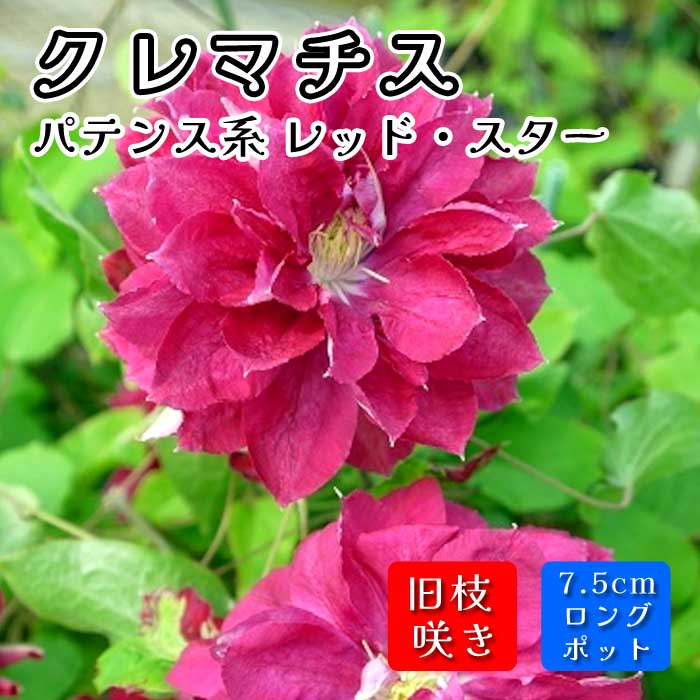 クレマチス パテンス八重系 早咲き大輪系 ラナ 1苗 2025秋 種? 予約