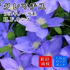ޥ H F  7.5cm󥰥ݥå  Ļ ڥ̥Ρϡξ޺餭ۻ͵餭  clematis ֥롼 