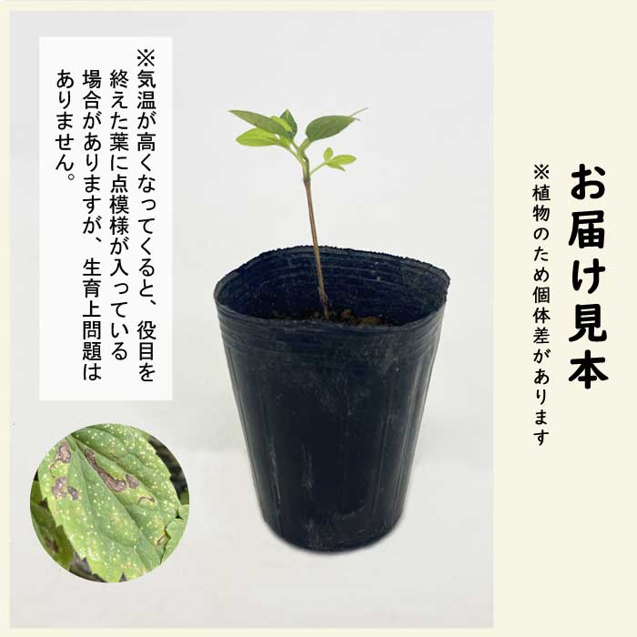 クレマチス H F ヤング 7.5cmロングポット 苗 青紫 【ラヌギノーサ系