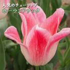 塼å 庬 ۡɥå 3 ͵Υ塼å  ץ󥿡 󤻿  ֤