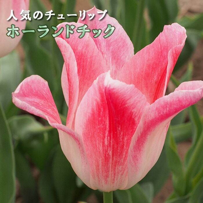 チューリップ 球根 ホーランドチック 3球 人気のチューリップ 秋植え