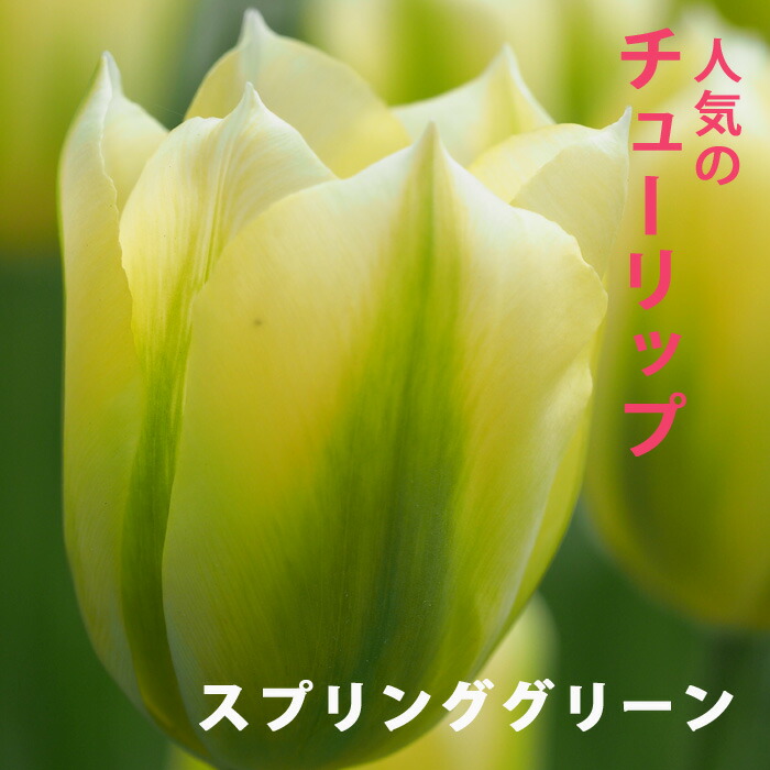 ͽ 塼å 庬 ץ󥰥꡼ 3 ͵Υ塼å  ץ󥿡 󤻿  ֤ 10ܤ缡ȯ