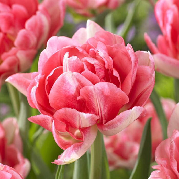 チューリップ 球根 フォックストロット 3球 人気のチューリップ 秋植え