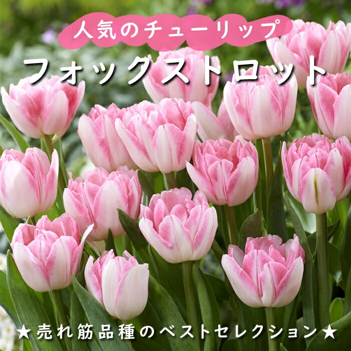球根 花 バラエティチューリップ セット 6種以上 合計30球 【先行予約　お届け10月上旬〜 地域限定 送料無料 中型球根】チューリップ 球根 秋植え 花の球根 八重咲き 枝咲き ユリ咲き フリンジ咲き 一重咲き 原種 冬植え球根 秋植え球根 2025BU COM チューリップ 球根 30日 連続開花 【 ず～っと咲くミックス 】 混合 20球 秋植え 花の大和-花の大和オンラインショップ