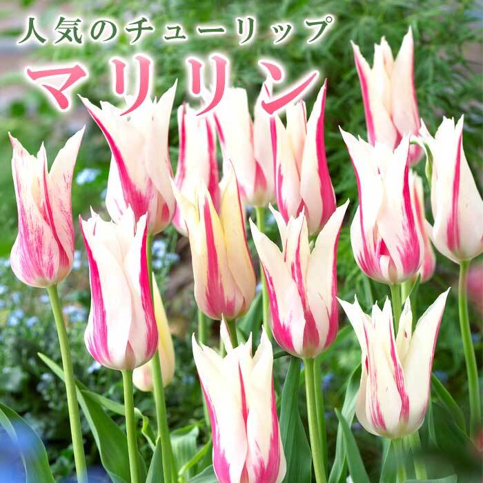 ͽ 塼å 庬 ޥ 3 ͵Υ塼å  ץ󥿡 󤻿  ֤ 10ܤ缡ȯ