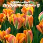 塼å 庬 󥸥ޡޥ졼 3 ͵Υ塼å  ץ󥿡 󤻿  ֤