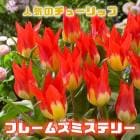 ͽ 塼å 庬 ե졼ॺߥƥ꡼ 3 ͵Υ塼å  ץ󥿡 󤻿  ֤ 10ܤ缡ȯ