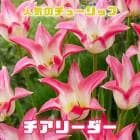 塼å 庬 ꡼ 3 ͵Υ塼å  ץ󥿡 󤻿  ֤