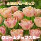 ͽ 塼å 庬 ꡼ॢåץ 3 ͵Υ塼å  ץ󥿡 󤻿  ֤ 10ܤ缡ȯ