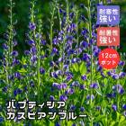 ͽۥץߥ ɺ  Хץƥ ԥ֥롼 12cmݥå ڤ֤ȤƳڤڣ沼ܤ缡ȯ