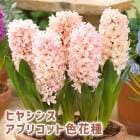 �ֹ�� �ҥ䥷�� �庬 ���ץꥳ�å� ���ּ� 3�� ���󤺿� ˧���� ������ �ץ�󥿡����� ���� ����� �֤�����